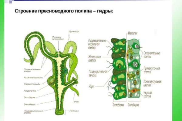 Kraken 12