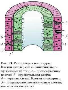 Сайт kraken в tor